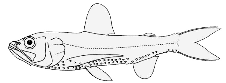 Neoscopelus macrolepidotus_01_bis.jpg